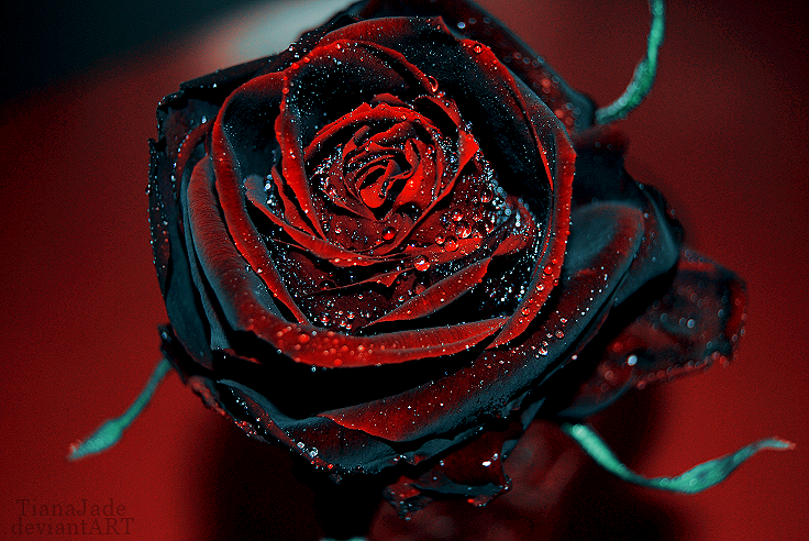 red_and_black_rose_by_tianajade-d2zwb9s1